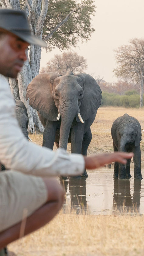 Experience the untamed beauty of Zambia like never before with a thrilling walking safari. Witness majestic elephants roaming the plains, encounter herds of graceful antelope and catch a glimpse of elusive predators in their natural habitat. Zambia Safari, The Untamed, Emerald Necklace, Zambia, Habitat, National Park, National Parks, Emerald, Elephant