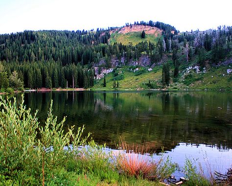 Tony Grove Lake  The other address of Heaven. Logan Utah, Peaceful Places, Land Of The Free, Go Camping, Walking In Nature, Camping & Hiking, Places Ive Been, Utah, Wild Flowers