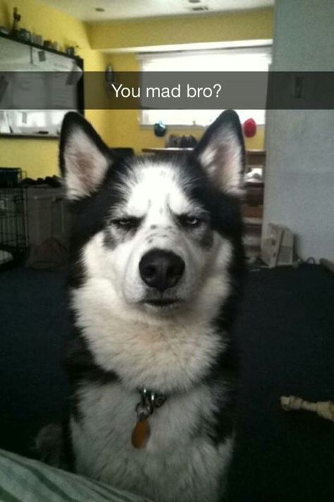 My dog is the master of sass Grumpy Dog, Funny Pet Videos, Pet Videos, Cute Husky, Husky Puppy, Husky Dogs, Funny Animal Memes, Weird Animals, Animal Quotes