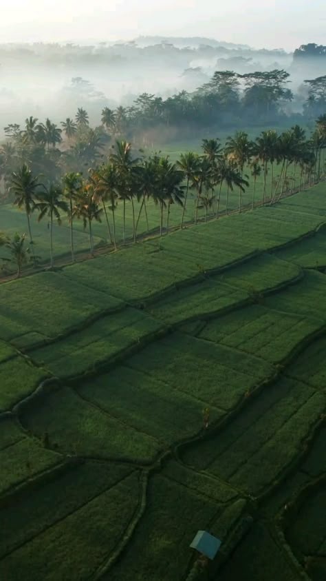 Kerala Travel Videos, Kerala Aesthetic Video, Kerala Nature Videos, Beautiful Scenery Nature Peace, Beautiful Nature Scenes Peace, Nature Videos For Status, Nature Videos For Reels, Grunge Pictures, Rice Field