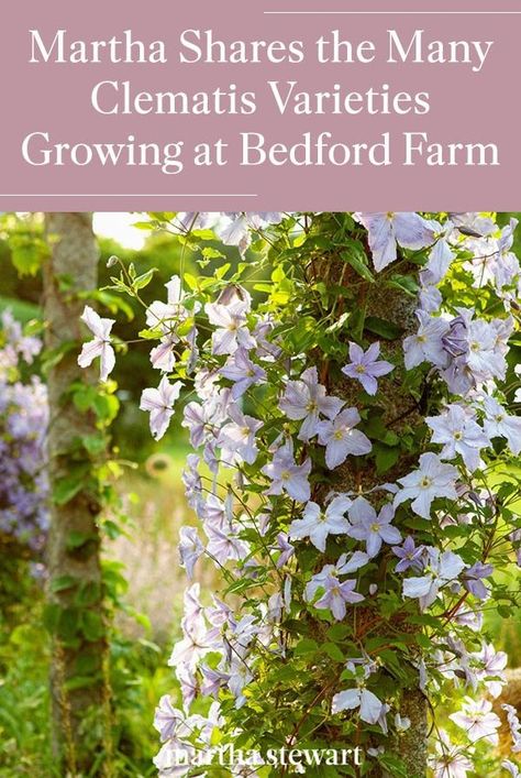 Martha Stewart recently shared photos of the many clematis varieties growing at Bedford Farm in New York. See the climbing vine flourish, here. #gardening #gardenideas #garden #flowergarden #summerflowers #marthastewart #annuals Cattle Fencing, Clematis Varieties, Bald Cypress Tree, Blue Clematis, Purple Clematis, Plants Care, Bald Cypress, Clematis Flower, Clematis Vine