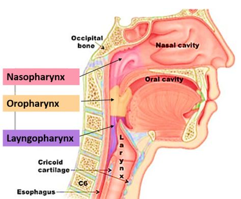 Pharynx Anatomy, Respiratory Anatomy, Maxillary Nerve, Nerve Structure, Glossopharyngeal Nerve, Anatomy Lab, Easy Notes, Sensory Nerves, Facial Bones