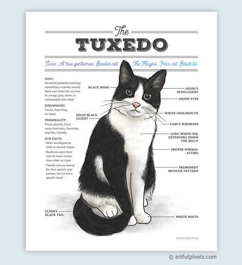 Tuxedo Cat Diagram Art Print - Funny Gift for Cat Lovers Cat Diagram, Tuxedo Cat Art, Bicolor Cat, Cat Anatomy, Tuxedo Cats, Pet Breeds, Cat Tags, Cat Art Print, Tuxedo Cat