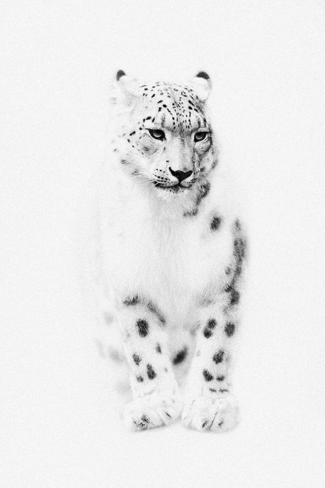 . Snow Leopard Drawing, Snow Leopard Tattoo, Snow Leopard Art, Leopard Drawing, Cute Tattoo Ideas, Art Fair Booth, Crow Painting, Game Making, Leopard Tattoos