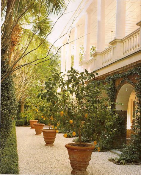 Lemon trees surrounding a home designed by Gil Schafer Mediterranean Garden Design, Citrus Garden, Orange Trees, European Garden, American House, Citrus Trees, Mediterranean Garden, Décor Diy, Spring Garden