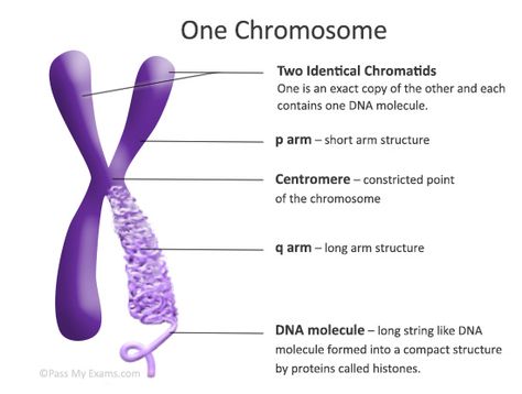 chromosomes Chromosome Structure, Bio Notes, Human Biology, A Level Biology, Study Biology, Biology Classroom, Biology Facts, Medical Student Study, Ap Biology