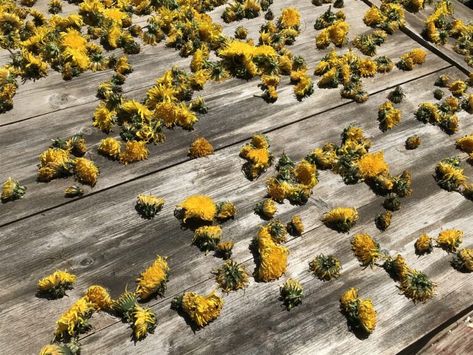 Harvesting Dandelion, Freeze Dried Flowers, Drying Fresh Herbs, Medicinal Wild Plants, Medicinal Weeds, Herbal Tea Garden, Homestead Life, Dandelion Leaves, Harvesting Herbs