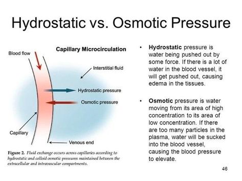 (1) Medical Knowledge on X: "Two forces govern water's movement across capillaries: Hydrostatic pressure (blood pressure): - pressure generated by contractions of the heart during systole -- drives fluid out of vessels Osmotic pressure: - due to the hypertonicity of blood -- retains fluid within vessels https://t.co/ldPYq9Zzjp" / X Hydrostatic Pressure, Osmotic Pressure, Summer Study, Water Movement, Respiratory Therapy, Anatomy Physiology, Medical Knowledge, Biochemistry, Blood Vessels