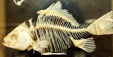 Goldfish Skeleton, Fish Skeleton Art, Fish Illustrations, Creature Anatomy, Art Homework, Fish Skeleton, Animal Skeletons, Fish Illustration, Sea Design