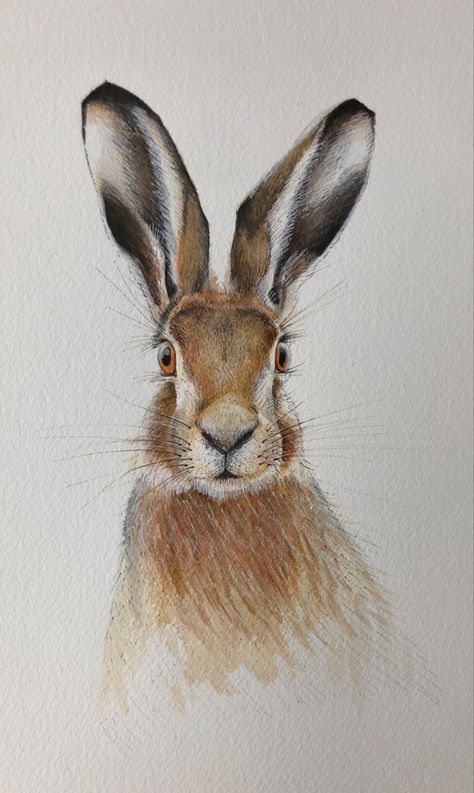 #hare #harewatercolour #wildlife #wildlifeartist #animalartistry #animallovers #watercolor watercolour painting Arizona Wildlife, Hare Drawing, Hare Watercolour, March Ideas, Cycle Art, Dad Drawing, Watercolour Animals, Hare Painting, Classic Road Bike