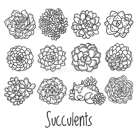 Succulent Outline, Drawing Succulents, Succulent Drawing, Succulent Illustration, Cat Cactus, Succulent Tattoo, Succulents Illustration, Succulents Drawing, Painted Rock Cactus