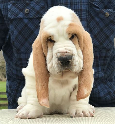 Akc Basset Hound Puppies |W. Virginia | Basset Bottom Bassets