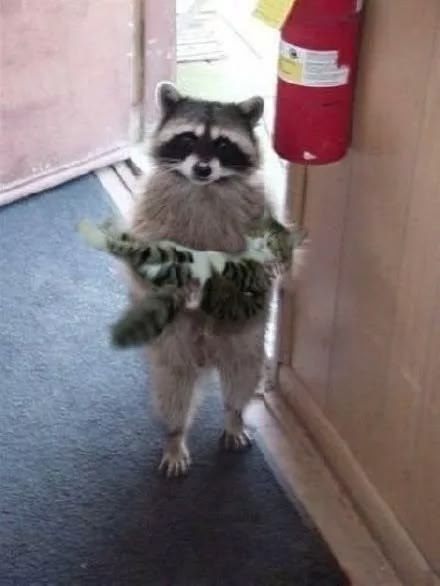 Pet Raccoon, Cute Raccoon, Raccoon Funny, Trash Panda, Silly Animals, Racoon, Funny Animal Pictures, Cute Little Animals, 귀여운 동물