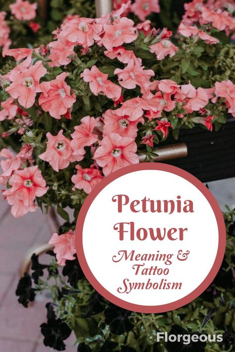 Discover the captivating world of petunia flowers and their symbolism in tattoos. Explore the various meanings behind petunia blooms, from expressing gratitude to conveying messages of lasting love. Learn about the different colors and their interpretations, enhancing your understanding of the symbolism these enchanting flowers hold. Whether you're a tattoo enthusiast or a nature lover, explore the deep significance of petunias and their role in both the natural and artistic realms. Petunia Flower Tattoo, Petunia Tattoo, Flower Tattoo Meaning, Tattoo Symbolism, Petunia Flowers, Harry And The Hendersons, Purple Petunias, Petunia Flower, Types Of Red