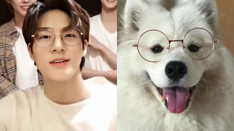 Jeno Samoyed, Jeno And Samoyed, Dream Character, Nct Dream, Nct, K Pop