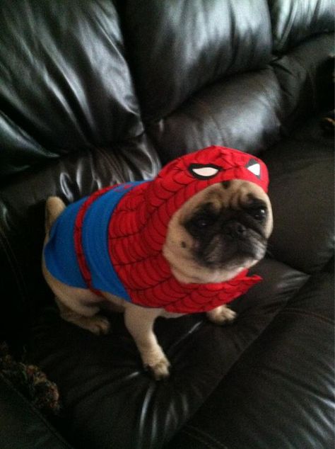 Spider-Pug Funny Pug Pictures, Crazy Video, Pugs In Costume, Spiderman Funny, Halloween Puppy, Spiders Funny, Pug Pictures, Cute Couple Halloween Costumes, Man And Dog