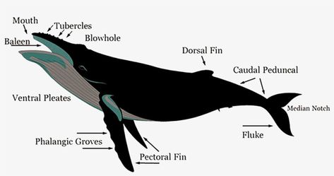 Whale Anatomy, Whale Migration, Whale Drawing, Whale Painting, Saxophone Music, Epic Mickey, Epic Games Fortnite, Cartoon Monkey, Old World Christmas Ornaments