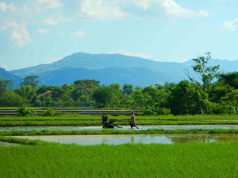 A man tilling "bukid". (farm) Human Body Printables, A Man, Composition, Human Body, Natural Landmarks, Human, Travel, Quick Saves, Nature