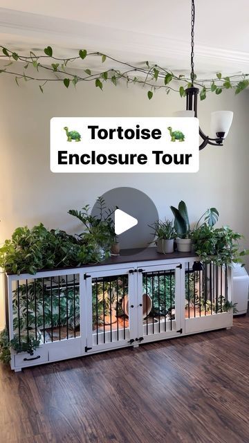 Aesthetic Tortoise Enclosure, Tortoise Coffee Table, Herman’s Tortoise Enclosure, Tortoise Hideout Diy, Tortoise Vivarium Ideas, Diy Turtle Habitat Indoor, Greek Tortoise Habitat Indoor, Turtle Homes Ideas Indoor, Leopard Tortoise Enclosure