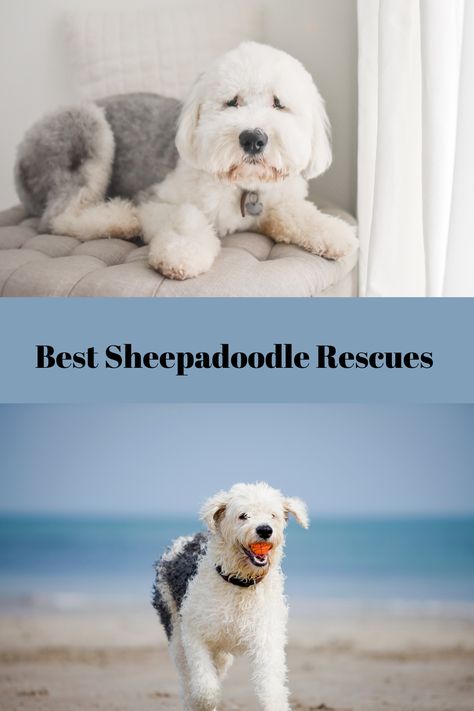 Sheepdog Breeds, Doodle Dog Breeds, Doodle Breeds, Poodle Rescue, Designer Dogs, Pet Allergies, Love Doodles, English Sheepdog, Doodle Dog