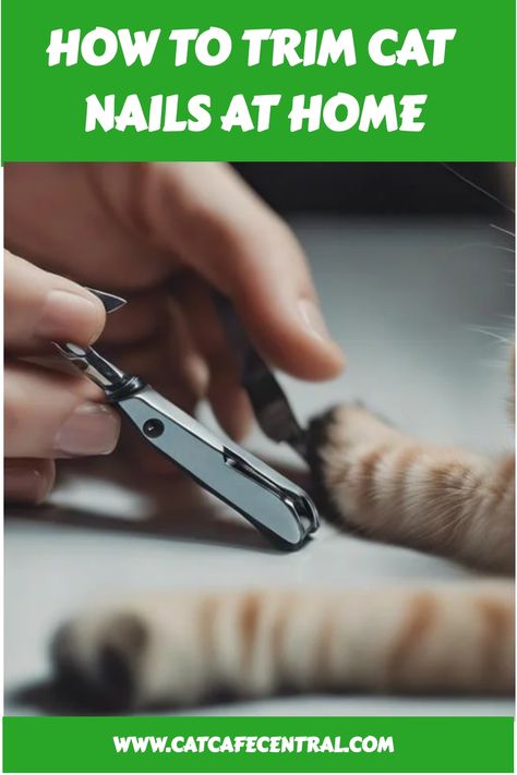 😺✂️ Say goodbye to scratched furniture! Learn how to trim your cat's nails at home with these easy tips! #CatGrooming #DIYCatCare How To Trim Your Cats Nails, Clipping Cat Nails, Trim Cat Nails, Hypoallergenic Cats, Diy Cat Toys, Adoption Stories, Cat's Paw, Furniture Scratches, Cat Care Tips