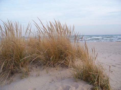 Dune Grass Marram Grass on the Beach | Gardenista Travel Favorites, Barbados Beaches, New Zealand Beach, Dark Sun, Beach Grass, Africa Do Sul, Beach Baby, Ways To Travel, Beach Town