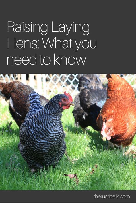 Thinking of adding laying hens to your homestead or back yard? There's more to it than you might think. Here's what you need to know before you decide. Deep Litter Method, Urban Chicken Farming, Homestead Animals, Chicken Incubator, Chicken Care, Chicken Owner, Urban Chickens, Laying Hens, Red Hen