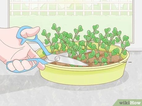 How to Grow Pea Sprouts: 12 Steps (with Pictures) - wikiHow Life Pea Sprouts, Growing Peas, 12 Steps, 12 Step, How To Grow, Peas, Sprouts, To Grow, Seeds