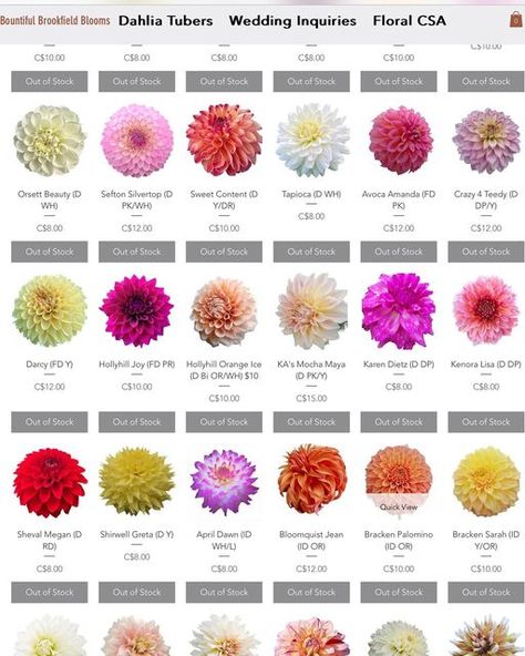 Bountiful Brookfield Blooms on Instagram: "Our dahlia tuber sale is less then a week away! We are still in the process of adding additional varieties to the website bountifulbrookfieldblooms.com  There are now over 200 varieties to choice from on February 25 at 4 pm (AST)." Dahlia Varieties, Dahlia Tattoo, Dahlia Flower, Flower Farm, Dahlia, Floral, Flowers, Instagram