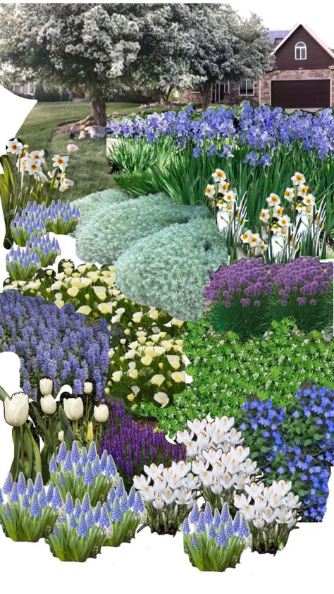 Iris daffodils artemisia hyacinth tulip ajuga Veronica woodruff Hyacinths Garden, Daffodil Garden, Front Landscaping, Daffodils, Front Yard, Tulips, Yard