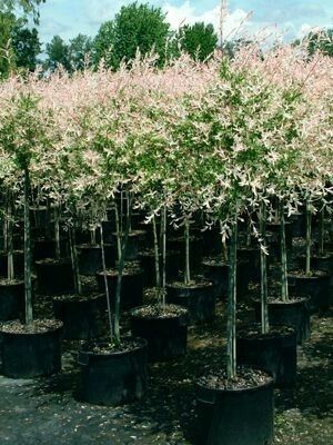 Flamingo dappled Japanese willow Willow Tree Backyard, Dappled Willow Tree, Willow Trees Garden, Salix Integra, Farm Landscaping, Terrace Gardening, Landscaping Projects, Enchanted Gardens, Landscaping Trees