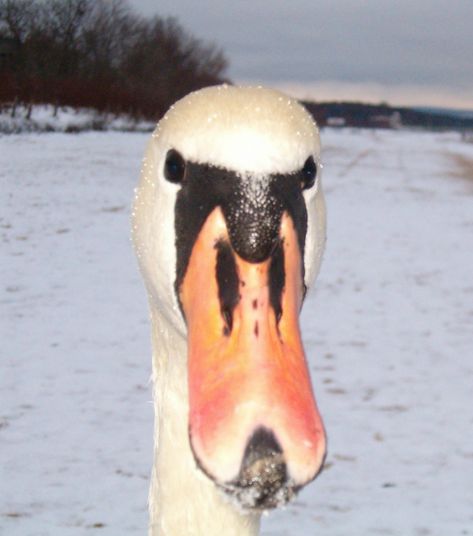 Swan front view Swan Front View, Fancy Animals, Beak Mask, Medieval Animals, Mute Swan, Water Animals, Faux Taxidermy, Art Diary, Animal Projects