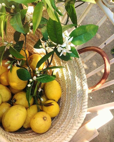 Yenny Betancourt on Instagram: “I love baskets. if they are with lemons much more 🍋🍋🍋 anywhere in Italy” Tattoo Plant, Lemon Grove, Italy Aesthetic, Mediterranean Garden, Lemon Tree, Yellow Aesthetic, Mellow Yellow, Amalfi, Summer Aesthetic