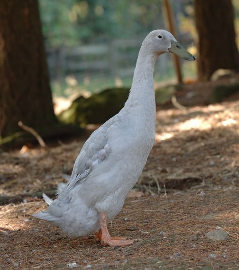 Heritage Breeds Livestock, Duck Breeds, Meat Birds, Raising Ducks, Runner Ducks, Wild Duck, Backyard Poultry, Egg Production, Rare Breed