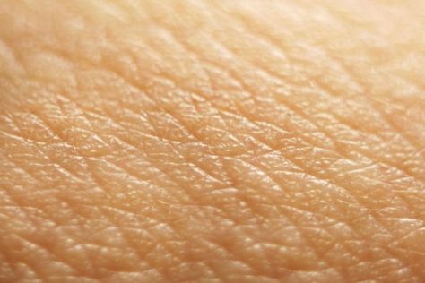 Close-up of skin Clear Up Skin, The Integumentary System, Human Skin Texture, Biology Genetics, Integumentary System, Furniture Sketch, Materials And Structures, Feelin Groovy, Human Organ