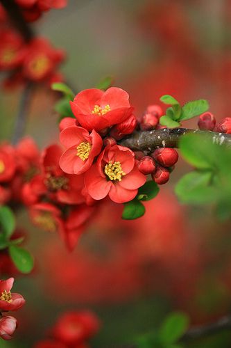 . Flowering Quince, Spring Blossom, Trees And Shrubs, Flowering Trees, Red Flower, Beautiful Blooms, Ikebana, Amazing Flowers, Love Flowers