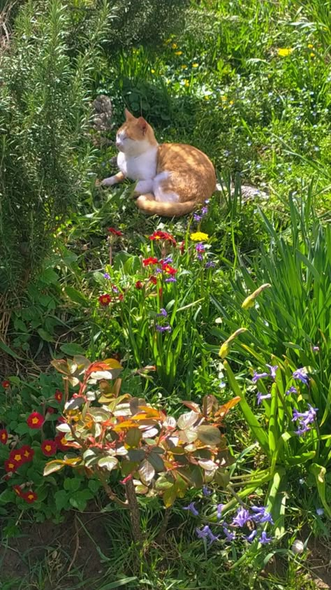 Cats Outside Aesthetic, Spring Cat Wallpaper, Cat In Meadow, Cats In Nature, Cat In Nature, Cat Cottagecore, Spring Cats, Cat In Garden, Anime Tattoo Designs