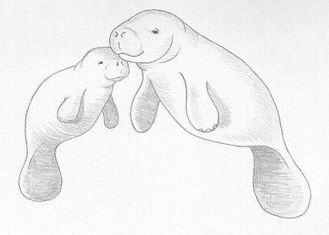 manatees Dugong Drawing, Manatee Photography, Manatee Drawing, Manatee Tattoo, Manatee Art, Sea Cow, I Love Drawing, Manatees, Love Drawing