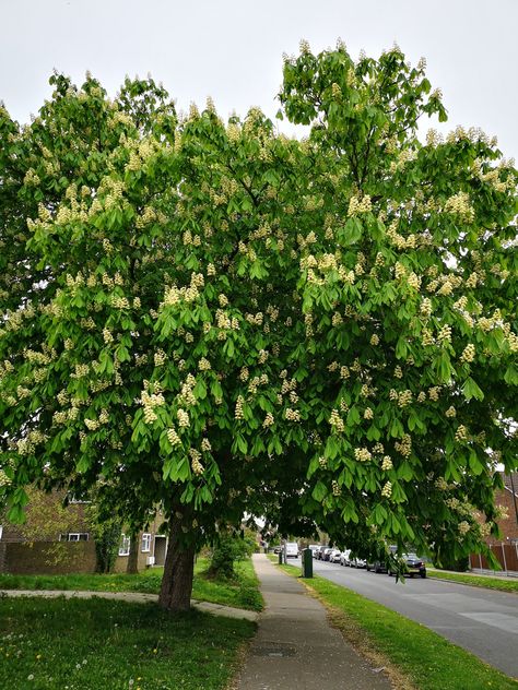 Horse Chestnut Tree Chesnut Tree, Front Yard Trees, Horse Chestnut Tree, Trees For Garden, Colorful Coral Reef, Yard Trees, Diary Of Anne Frank, Horse Chestnut Trees, Trees For Front Yard