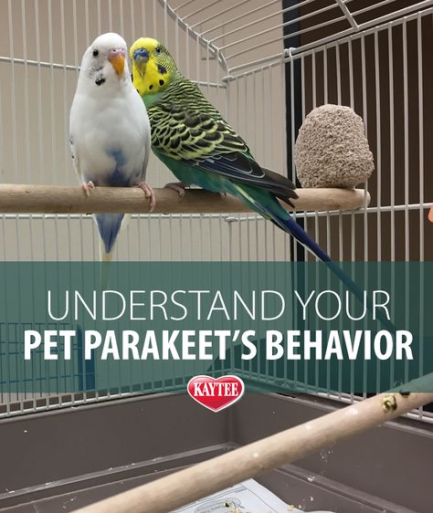 Bird Cage Ideas, Parakeet Art, Parakeet Care, Parakeet Food, Parakeet Toys, Blue Parakeet, Parakeet Cage, Pet Bird Cage, Parakeet Bird