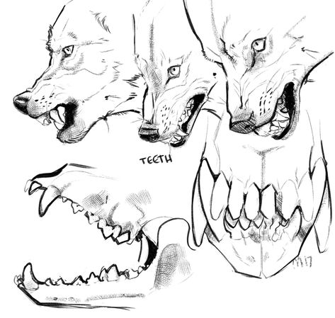 Wolf Anatomy Reference, Dog Anatomy Reference, Wolves Reference, Werewolf Anatomy, How To Draw Wolf, Wolf Anatomy, Draw Wolf, Canine Anatomy, Wolf Reference