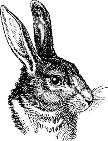 123RF - Millions of Creative Stock Photos, Vectors, Videos and Music Files For Your Inspiration and Projects. Hare Illustration, Rabbit Artwork, Rabbit Silhouette, Victorian Illustration, Rabbit Drawing, Rabbit Sculpture, Foto Transfer, Rabbit Head, Rabbit Illustration