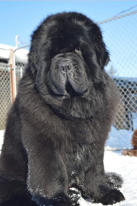 New Finland Dog, Newfoundland Dog Puppy, Pretty Dog Collars, Cute Dog Quotes, Bernese Dog, Unique Dog Breeds, Newfoundland Dogs, Beautiful Dog Breeds, Dog Breeds List