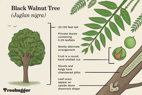 Butternut and Black Walnut Trees: Identification and Characteristics Oklahoma Living, Hackberry Tree, Minnesota Garden, Tree Types, Juglans Nigra, Hickory Tree, Black Walnut Tree, Leaf Structure, Tree Identification