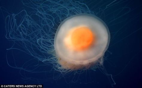 The fried egg jellyfish need lots of sunlight t Fried Egg Jellyfish, Egg Jellyfish, Floating Eggs, Jellyfish Sting, Huevos Fritos, Humpback Whale, Ways Of Seeing, Poached Eggs, Egg Yolk