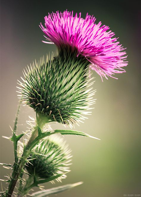 Thistle Pictures, Thistle Wallpaper Iphone, Thistle Art, Botanical Photography, Thistle Aesthetic Color, Thistle Botanical Illustration, Texas Thistle, Thistle Photography, Vintage Thistle Illustration