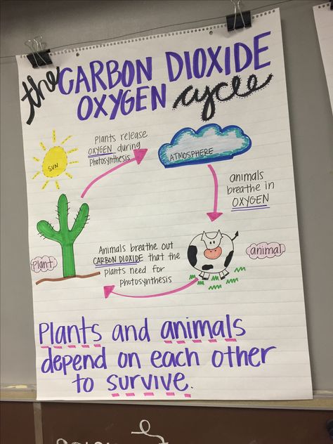 Carbon Dioxide & Oxygen Cycle Anchor Chart Plant Life Cycle Anchor Chart, Life Cycle Anchor Chart, Carbon Dioxide Oxygen Cycle, Oxygen Cycle, Plants Life Cycle Activities, Teaching Plants, Science Anchor Charts, Life Cycles Activities, Carbon Cycle