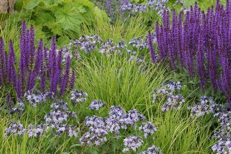 Adam Woodruff LLC on Instagram: “Still one of my favorite combos- Salvia ‘Wesuwe’, Amsonia ‘Blue Ice’, Sesleria autumnalis, Heuchera ‘Autumn Bride’ and Schizachyrium…” Dutch Gardens, Ornamental Grass, Traditional Landscape, Tropical Foliage, Plant Combinations, Landscaping Tips, Garden Landscape Design, Ornamental Grasses, Landscape Projects