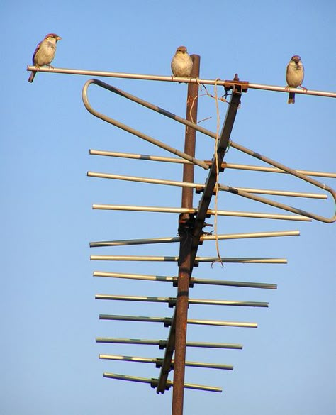 T.V. Antenna on the roof of the house.... now you see  satellite dishes! Antenna Aesthetic, The Roof Of The House, Childhood Memories Quotes, Satellite Antenna, Monster High House, Childhood Memories Art, Discone Antenna, Tv Antennas, Dipole Antenna