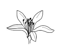 Orange Blossom Line Art, Florida Orange Blossom Tattoo, Fine Line Orange Blossom Tattoo, Orange Blossom Art, Orange Blossom Tattoo Simple, Orange Blossom Tattoo Black And White, Orange Branch Tattoo, Orange Blossom Drawing, Orange Blossom Tattoo